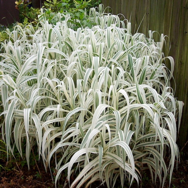 Peppermint Stick Grass GIANT Arundo donax Variegated White Grows 12' Feet Tall Perennial Ornamental 1 Live Plant