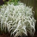 see more listings in the Ornamental Grass section