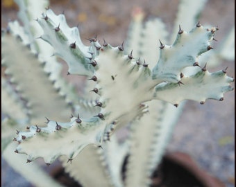 White Ghost Variegated Cactus Cuttings Dragon Bones Succulents Live Plant Pink Flowers ppp Houseplants Live indoor Fast Growing Plants RARE