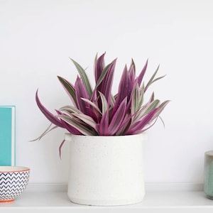 Tradescantia Spathacea Rhoeo Tricolor Houseplants Live Plant in Pot indoor small starter USA Seller RARE Fast Growing Plants for Home Decor