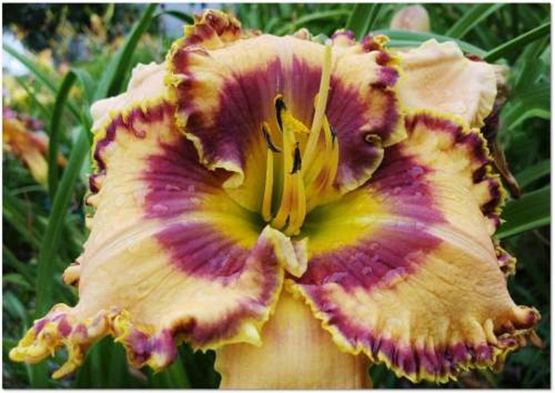 Floriography Daylily SEEDS Perennial Flowers Ready to start