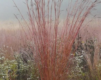 100 Big Bluestem Grass Seed Lot Beautiful Andropogon gerardii Fall Color Clumping Landscaping Grasses Seeds