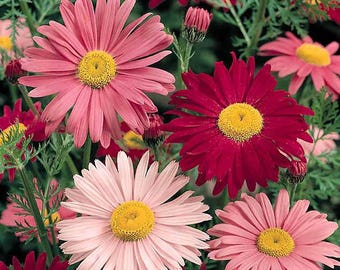 Venta de primavera - Paquete de 3 - Mezcla de margaritas pintadas, planta viva, flores de color blanco, planta perenne, zona 4-9, vendedor de EE. UU.