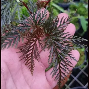 Begonia Fern Leaf bipinnatifida Houseplants Live Plant in Pot indoor small starter 2.5 x 4 inch Rare Plants image 2