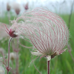 20 Seeds Prairie Smoke Flower Packet Geum triflorum Pink ppp Flowers Pollinator Favorite Deer Resistant Rare