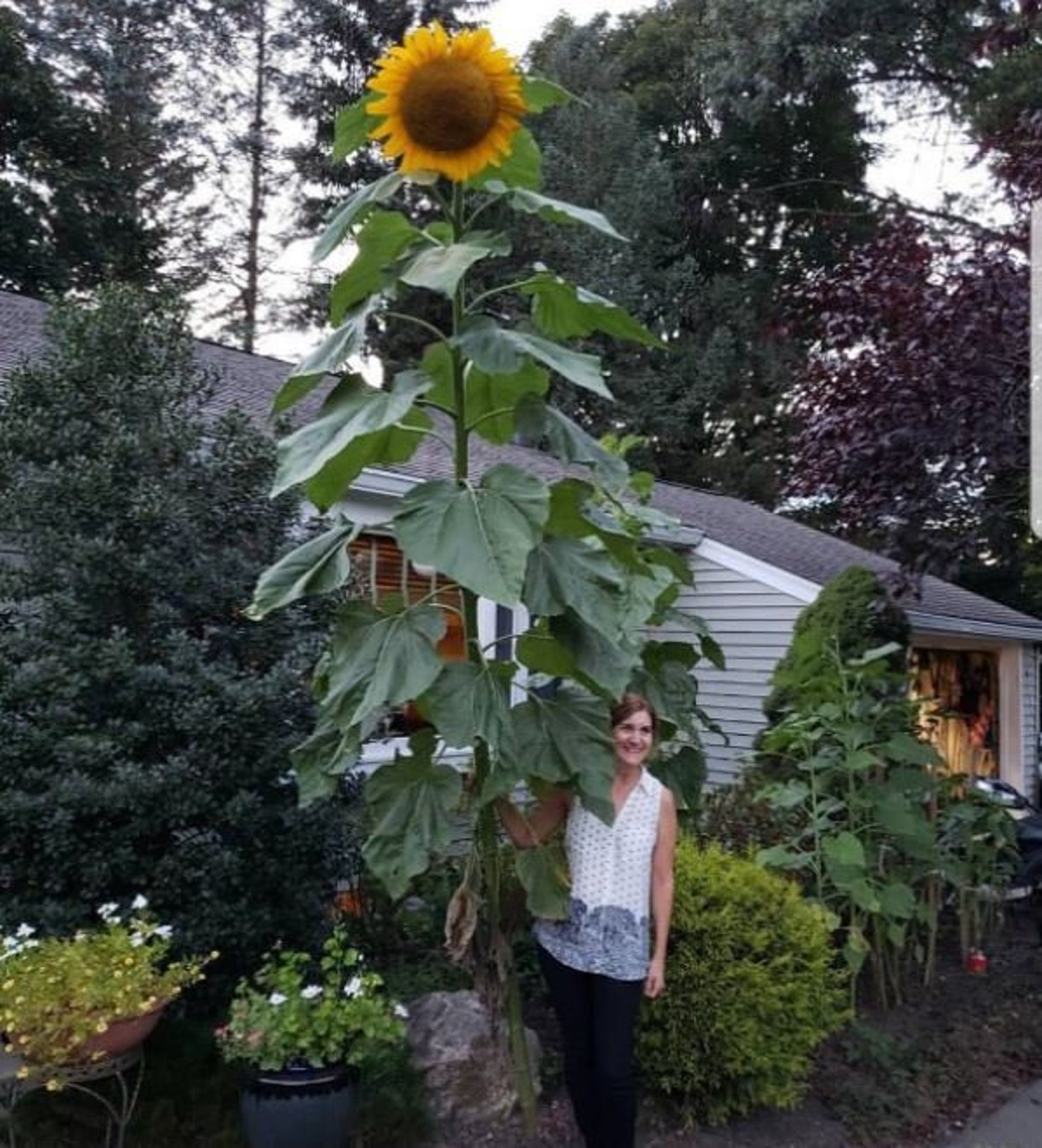 Skyscraper Sunflower Seeds Rare Sun Flower Seeds Etsy