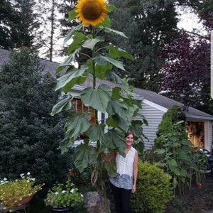 Skyscraper Sunflower Seeds Rare Sun Flower Seeds