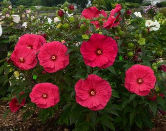 Red Hibiscus Plants Live Plant Flowers grows to 6-8 Feet Tall Perennial zone 4-9 fast growing plants Cold Hardy