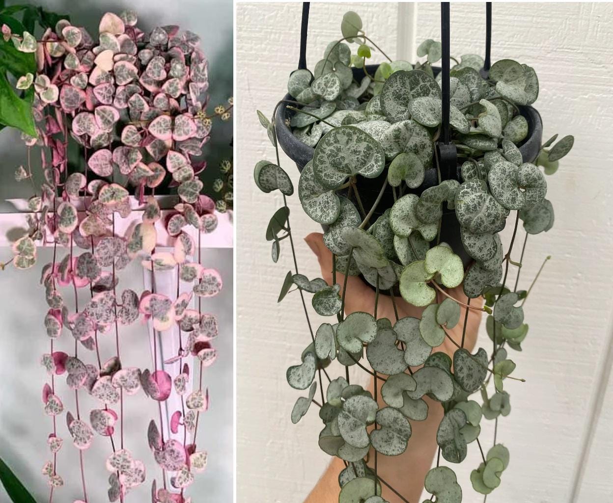 GET BOTH Rare Pink Variegated String of Hearts & Silver String of Hearts Live in Pot Perfect Gift House Plant ppp Low Light Indoor Plants