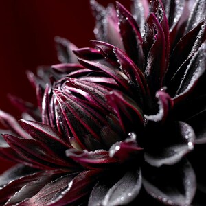 Black Dahlia Jack Flower Plant Bulbs Perennial Flowers Live Plant Rare