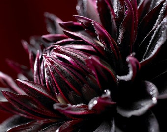 Black Dahlia Jack Flower Plant Bulbs Perennial Flowers Live Plant Rare