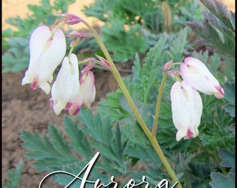 Aurora Bleeding Hearts Live Plant Perennial Shade Loving Shrubs Fast Growing Plants Zone 4-10 Light Pink and White Flowers