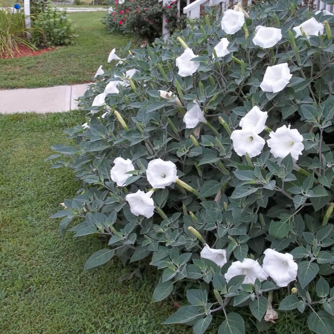 MOON Flowers White Live Plant Pot Perennial flower large | Etsy