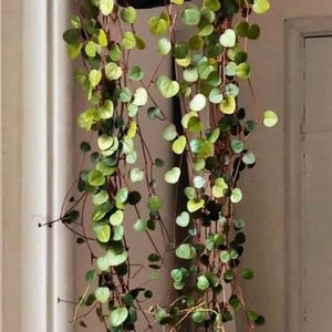 May include: A hanging plant with cascading vines of small, round, light green leaves. The plant is in a dark brown pot, and the vines have reddish-brown stems. The plant is against a neutral-colored wall.