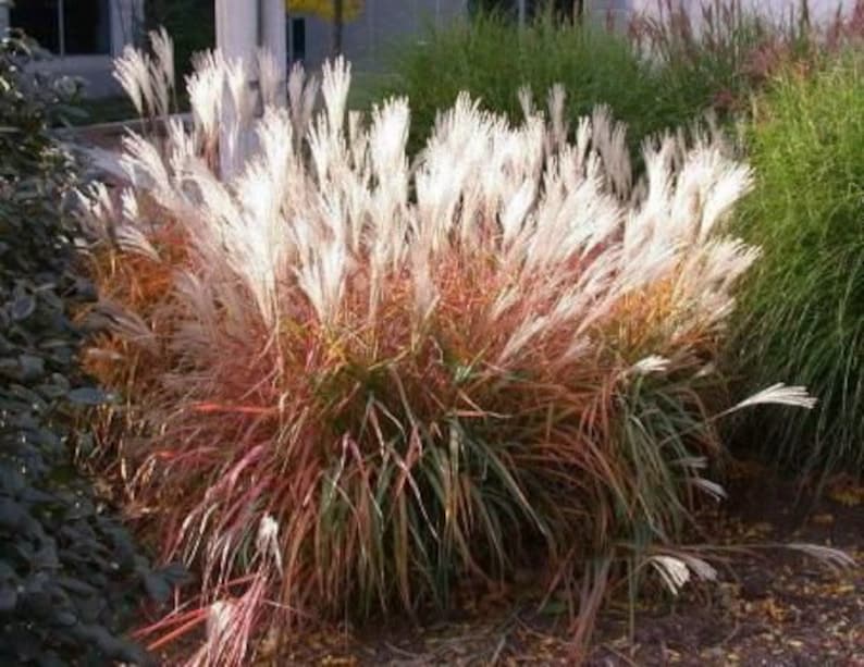 Autumn Flame Grass Purpurascens Perennial Ornamental 1 Live Plant Clumping Fast Growing Plants dormant through winter image 6