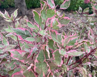 Sgt Pepper Cornouiller albanais Plante vivante Arbres à croissance rapide Arbustes Arbustes Feuilles tricolores Feuillage éclatant
