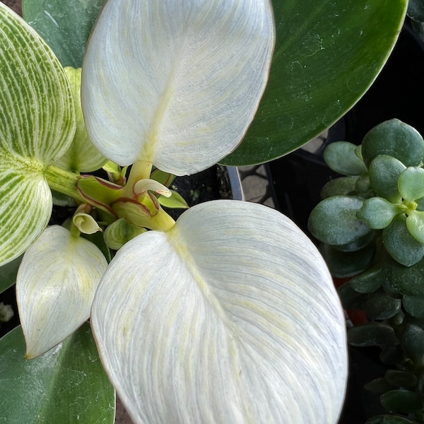 SUPER VENTE Philodendron Berkins blanc plantes vivantes en pot d'intérieur 2,5 x 4 po. Pot rare plantes à croissance rapide cadeau décoration d'intérieur