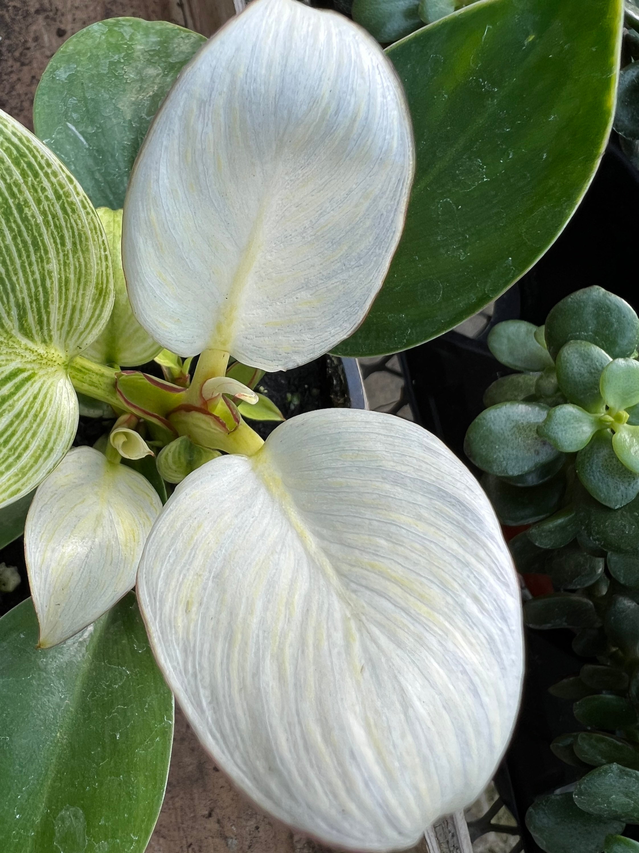 SUPER SALE White Philodendron Berkins Houseplants Live Plant in Pot indoor 2.5" x 4" inch Pot Rare Fast Growing Plants Home Decor Gift