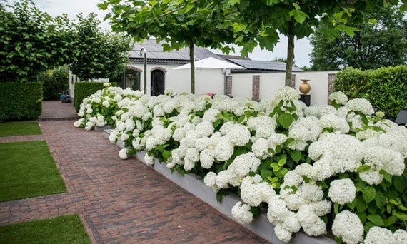 White Annabelle Hydrangea Cuttings Plants Japanese Plant LIVE - Etsy