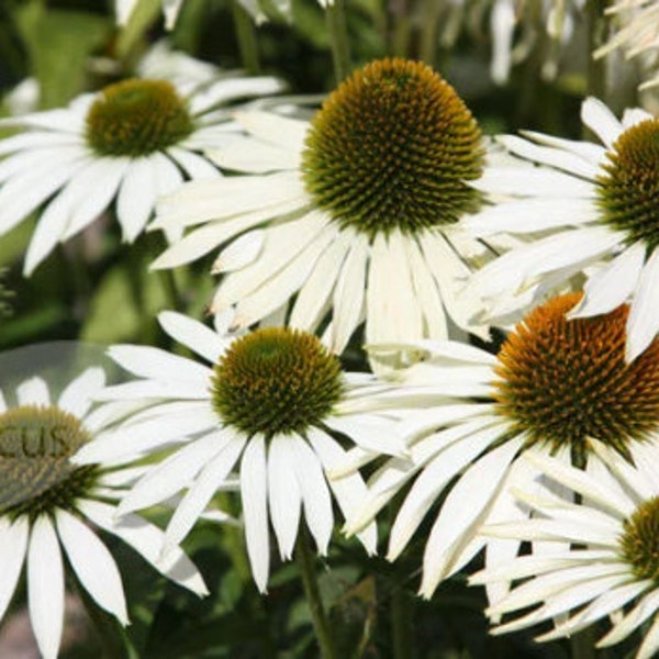 White Echinacea Coneflower Flowers Perennial Plants Live Plant Summer Spring Flower Full Sun