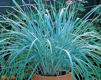 Blue Dune Leymus Grass
