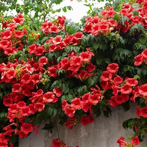 Red Trumpet Vine Flower grow 6-8 Feet Tall Live Plant Perennial zone 4-9 USA Seller