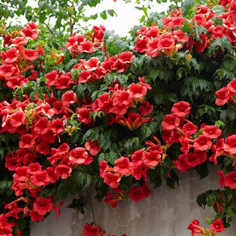 Red Trumpet Vine Flower grow 6-8 Feet Tall Live Plant Perennial zone 4-9 USA Seller image 1