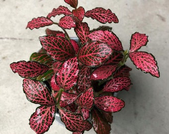 Ruby Red Fittonia Plant Live in Pot Perfect Gift House Plant Low Light Indoor Plants