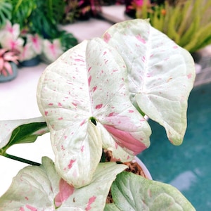 RARE confettis de lait plantes d'intérieur variées Syngonium podophyllum plante vivante en pot d'intérieur 2,5 po. plantes rares à croissance rapide cadeau décoration d'intérieur image 2