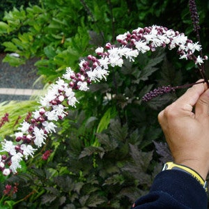 Actaea simplex Black Negligee Purple-leaf Bugbane Cohosh White Flowers Spikes Perennials Live Plants image 3