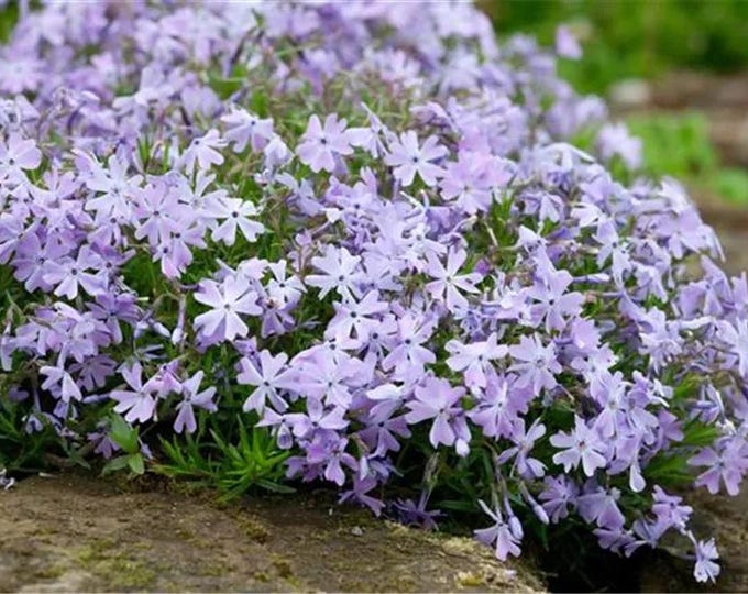SUPER SALE Oakington Blue Eyes Creeping Phlox Flowers Periwinkle SUPER SALE Oakington Blue Eyes Creeping Phlox Flowers Periwinkle