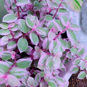 PINK PANTHER Plant Cuttings Callisia Repens Variegated RARE Wandering Jew Bianca lavender Pink Lady Tradescantia Minima TriColor
