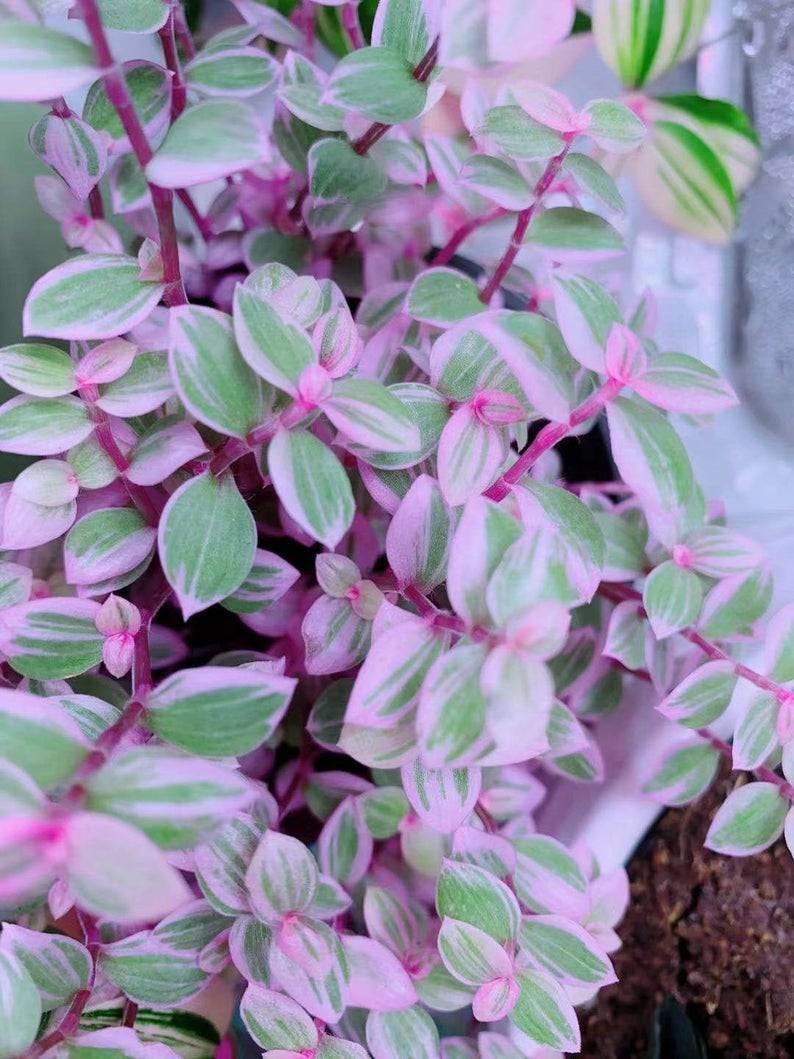 PINK PANTHER Plant Cuttings Callisia RARE Etsy