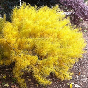 SPRING SALE - GOLD Threadleaf Amsonia hubrichtii BlueStar Live Plant Bush Yellow Fall Color Blue Flowers Perennial Landscaping Plants