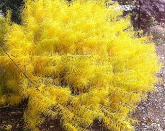 SPRING SALE - GOLD Threadleaf Amsonia hubrichtii BlueStar Live Plant Bush Yellow Fall Color Blue Flowers Perennial Landscaping Plants