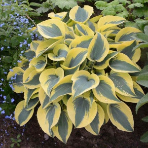 Hosta AUTUMN FROST Live Plant Perennial starter root bulb rhizome Flowers Sale