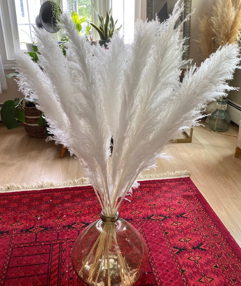 Pampas Grass WHITE Perennial Ornamental 1 Live Plant Home Etsy