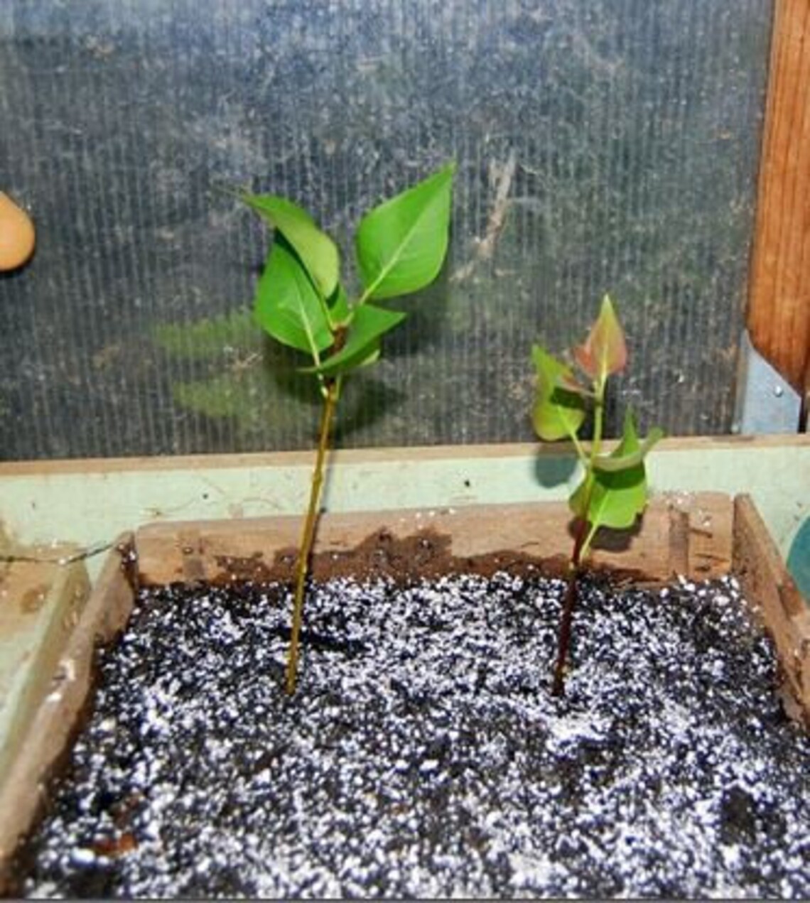 Blushing Lilac Cuttings 'krasavitsa Moskvy' Live Plant Etsy