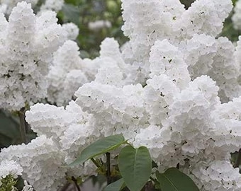 White Lilac Cuttings Live Plant Cutting No Roots Fast Growing Plants