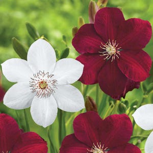 SUPER SALE - 2 Pack - Red & White Clematis Miss Bateman | Rouge Cardinal Live Plants Flowers House Plant Perennial