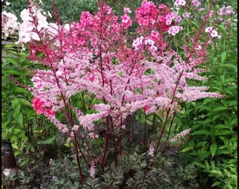 Delft Lace Astilbe Flowers Perennial zone 3-8 U S A Seller Cotton Candy Puffs Elegant Blooms