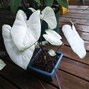 Florida Moonlight Caladium Plant Houseplants Live Plants House Plant Bulbs 2.5" x 4" Inch Pot Pink Small Starter Fast Growing Plants WHITE