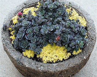 Sedum Blue Elf Variegated Stonecrop