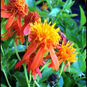 Mexican Flame Vine Flower Live Plant STARTER PLANTS in small pot 2.5" x 4" inch plants in pots Hummingbird Flowers