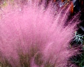 5 Pack PINK Muhly Perennial Grass Muhlenbergia 1 small pot SALE