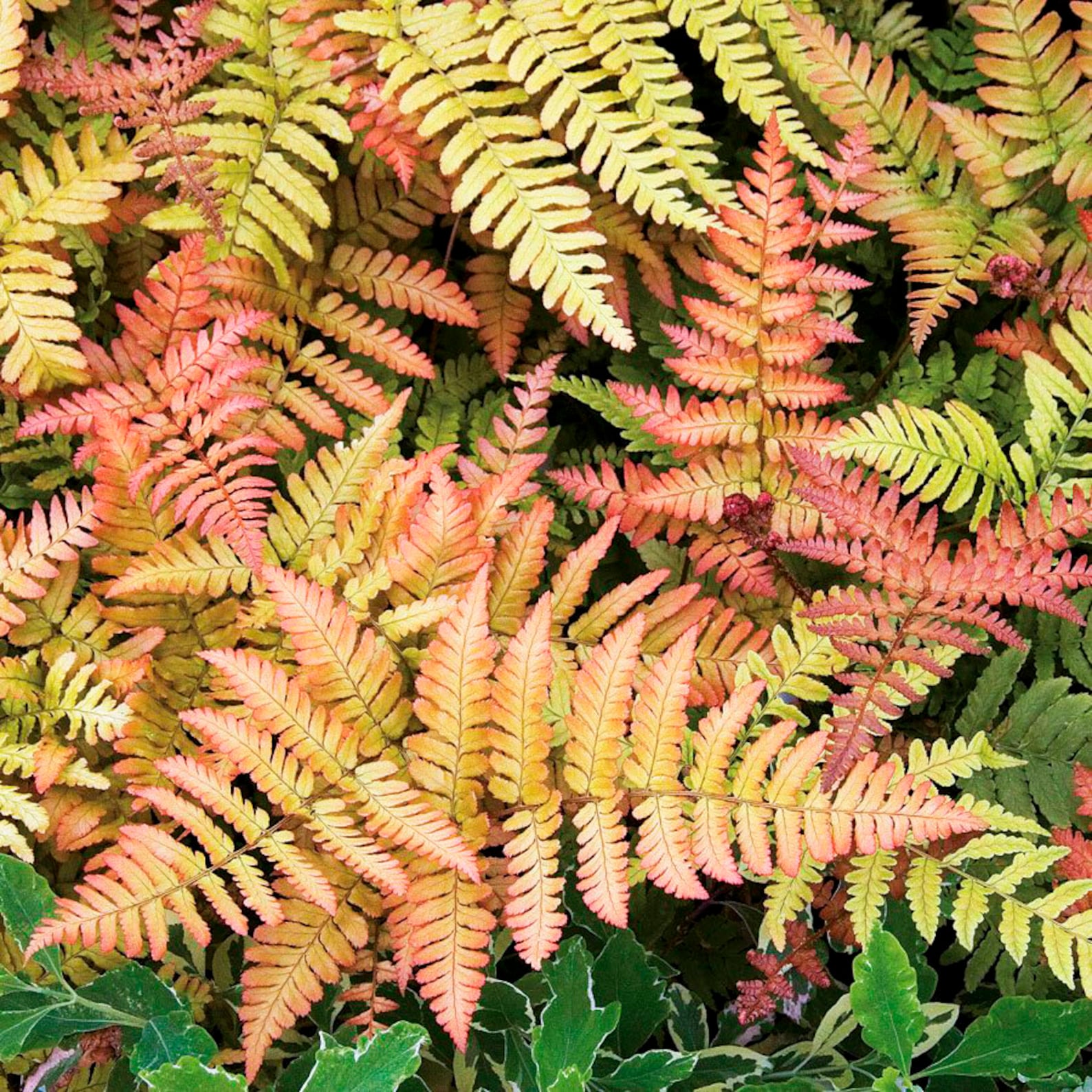 Brilliant Autumn Fern Plant Live in Pot Perfect Gift House Plant Ppp
