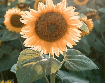 Peach Sunflower Seeds Rare Sun Flower Seeds