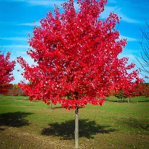 Red Maple Tree Live Plant 4-8 inch Seedling Fast Growing Trees