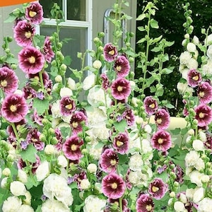 May include: A vibrant display of hollyhocks in full bloom. The image showcases tall stalks with large, double flowers in shades of deep burgundy and creamy white. Green foliage provides a lush backdrop.