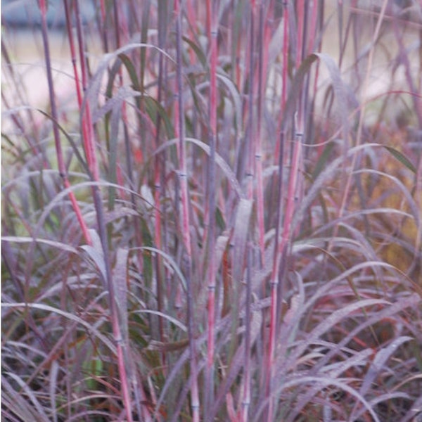 Holy Smoke Grass Andropogon gerardii Perennial Ornamental 1 Live Plant Clumping Fast Growing Plants